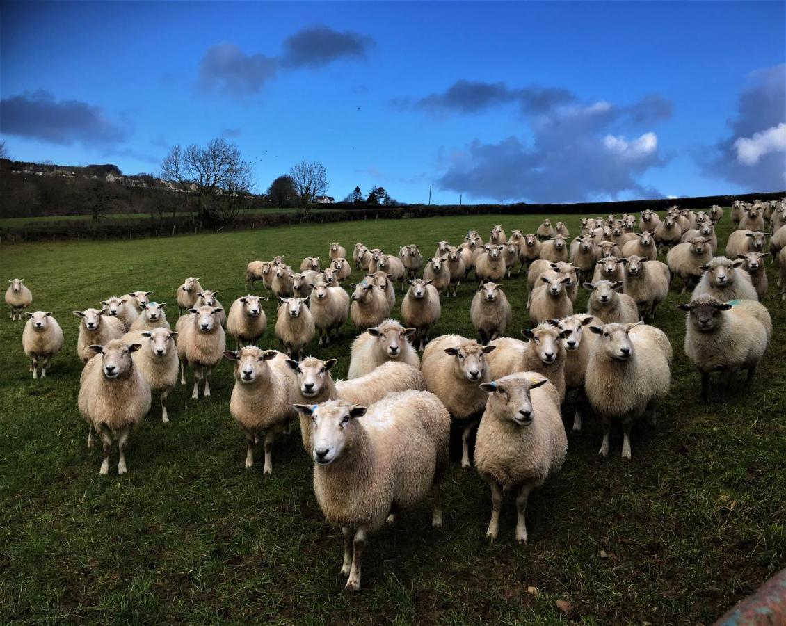 Nantgwynfaen Organic Farm Wales Villa Llandysul Eksteriør billede