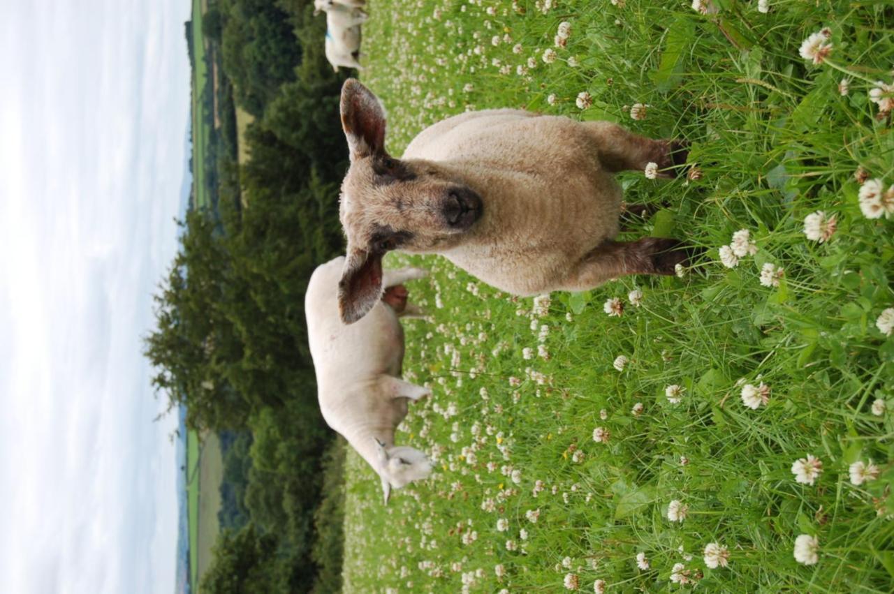 Nantgwynfaen Organic Farm Wales Villa Llandysul Eksteriør billede